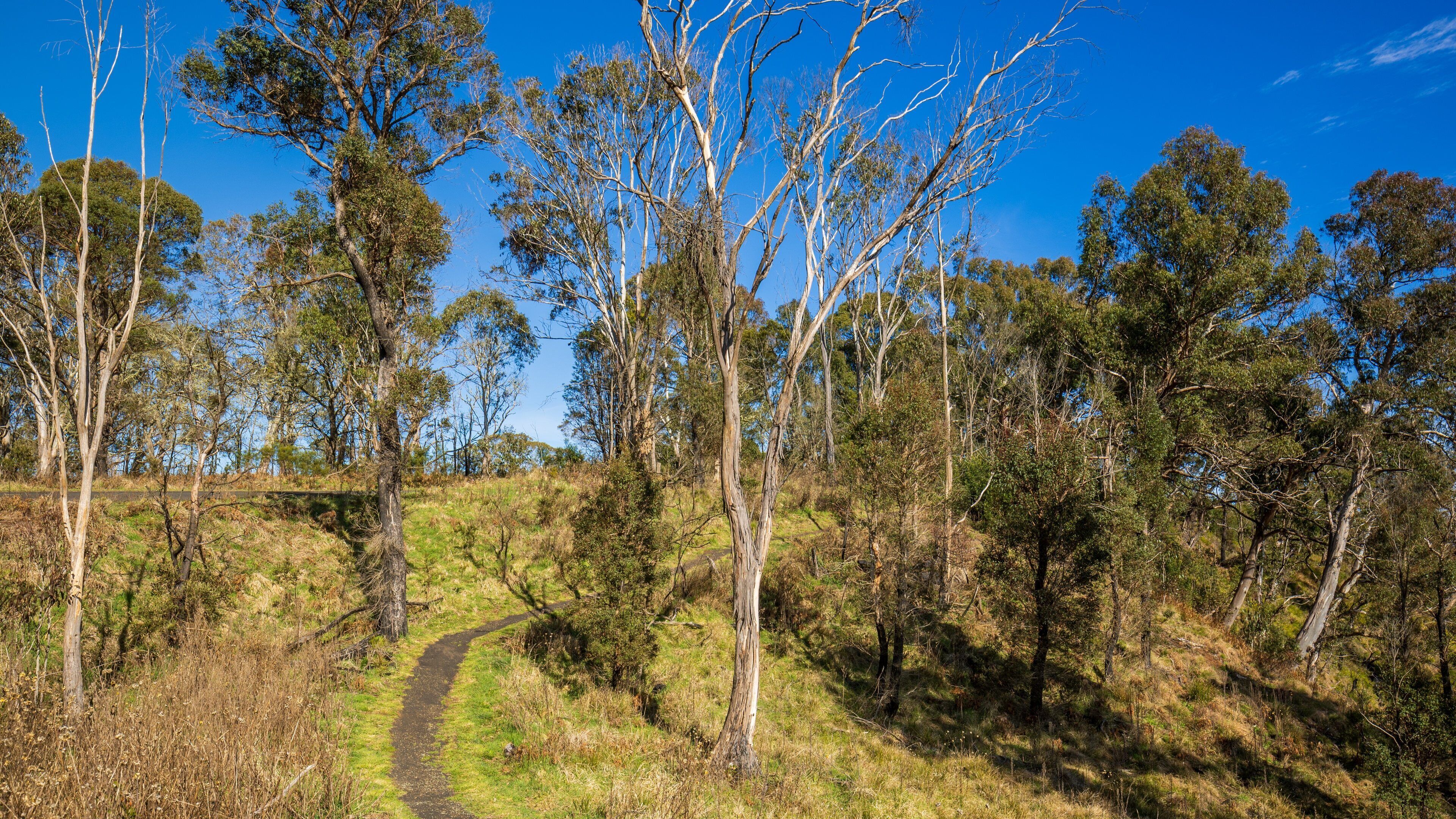 Ebor Falls showing tranquil scenes