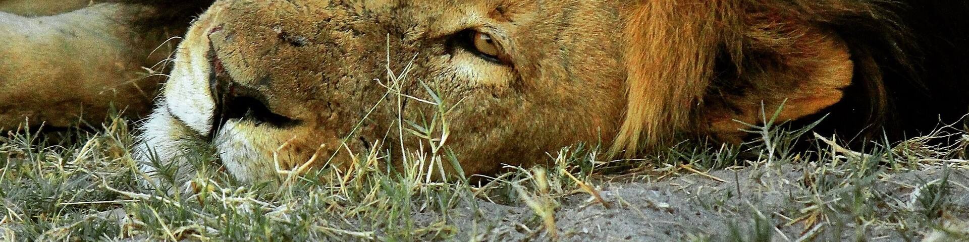 Old male lion snoozing at sunset