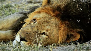 Old male lion snoozing at sunset