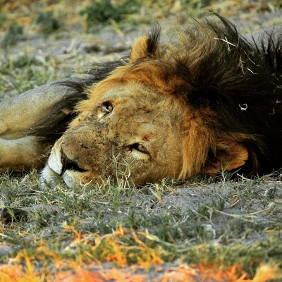 Old male lion snoozing at sunset
