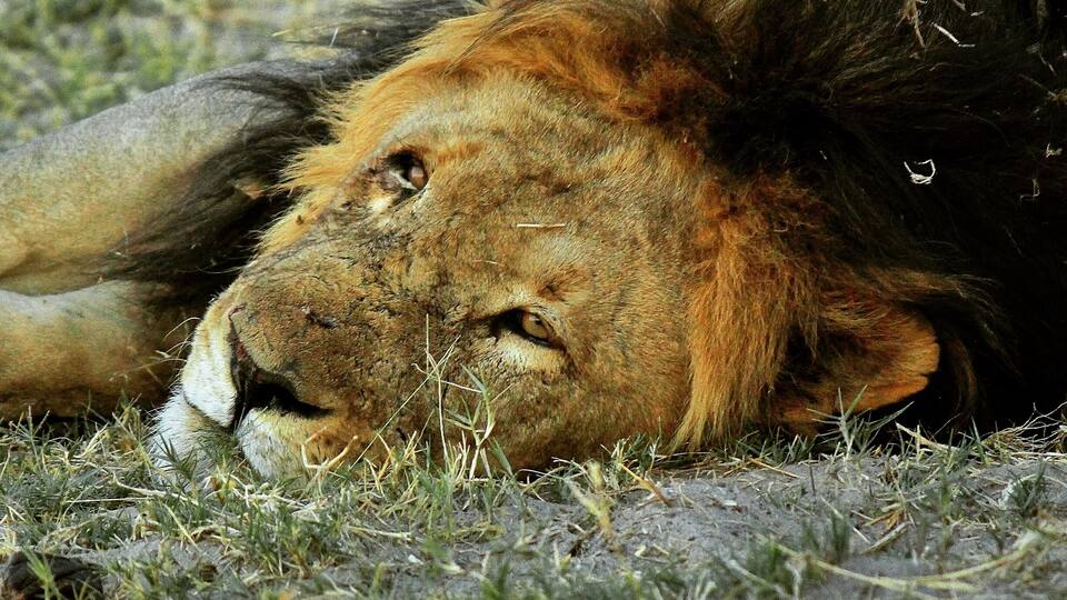 A lion lying on the ground with grass and dirt around it.