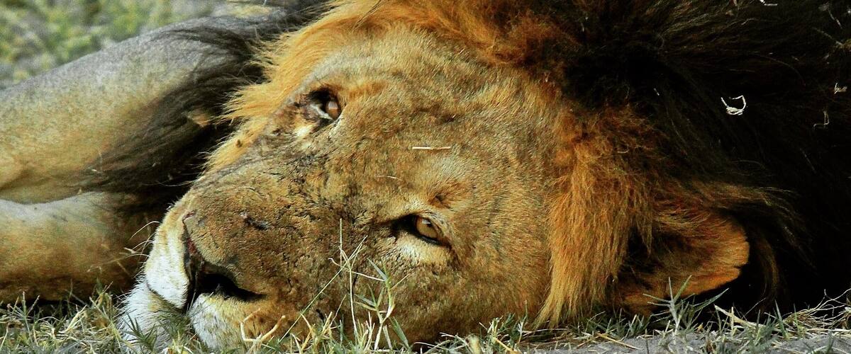 A lion lying on the ground with grass and dirt around it.