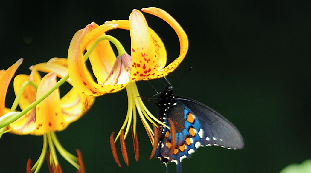 On our drive along the Blue Ridge Parkway we came across a group of very serious looking photographers. So we pulled over to see what was so interesting. Well there was probably $15K+ of camera equipment aimed at these Tiger Lillies and butterfly. #OnTheRoad