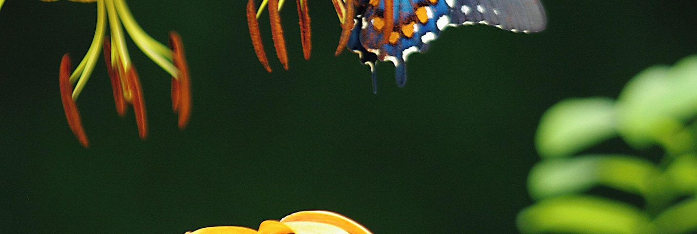 A butterfly on yellow flowers.