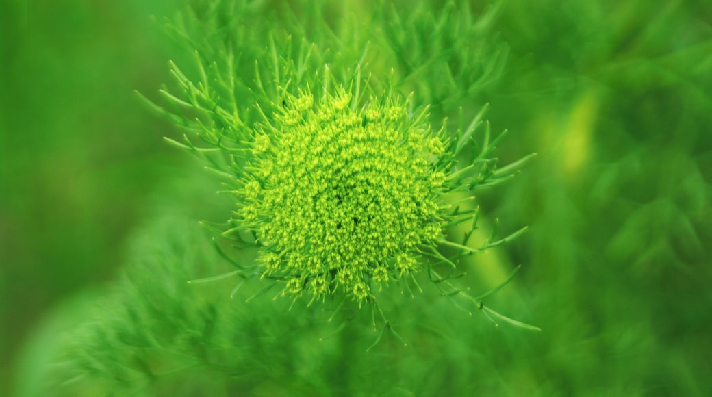 Flora is pretty along the Blue Ridge Parkway. #OnTheRoad