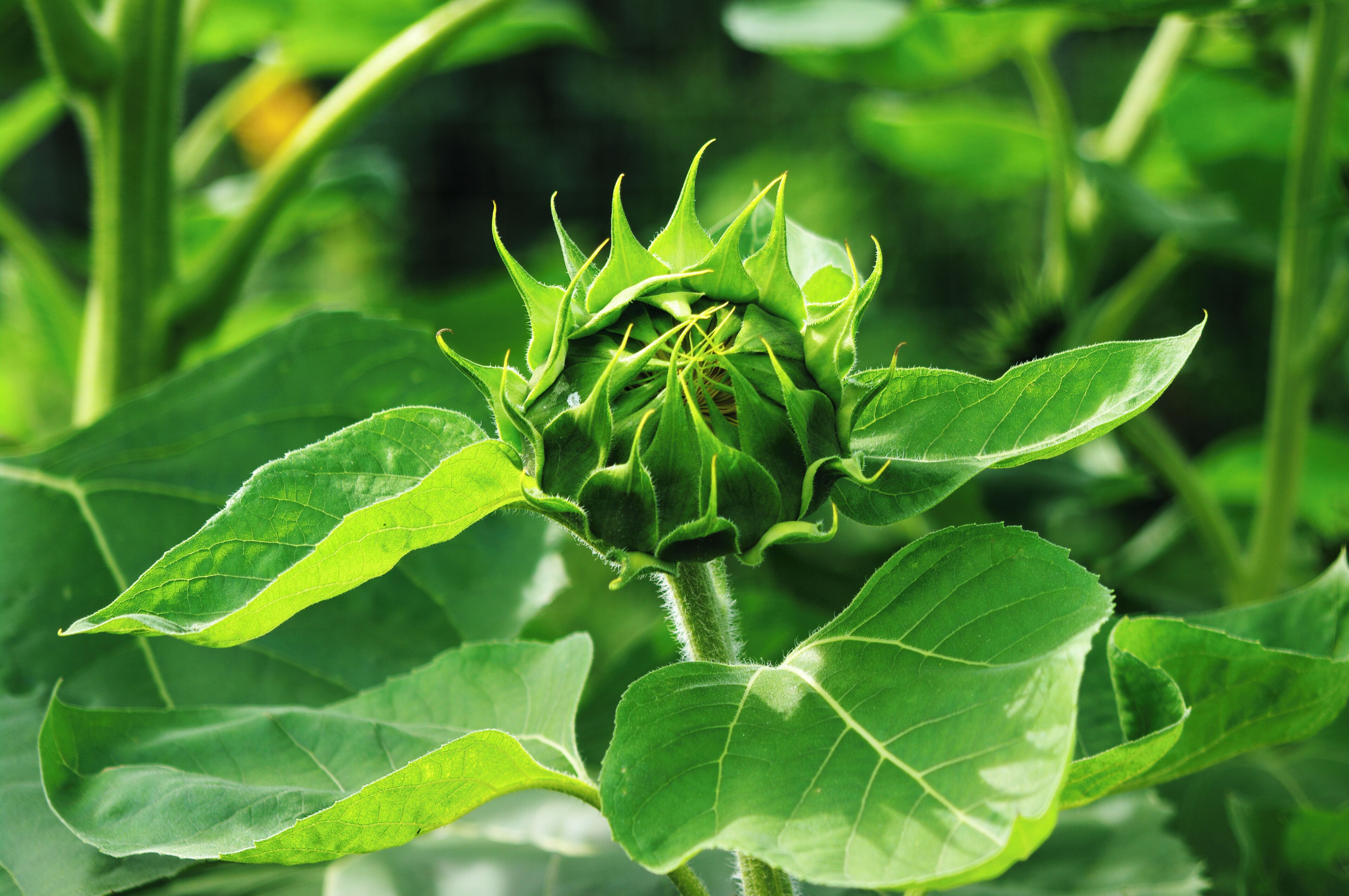 All kinds of amazing plant life along the Blue Ridge Parkway.  #OnTheRoad