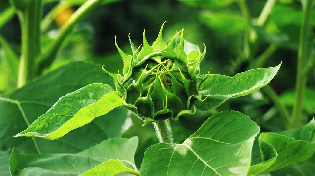 All kinds of amazing plant life along the Blue Ridge Parkway. #OnTheRoad