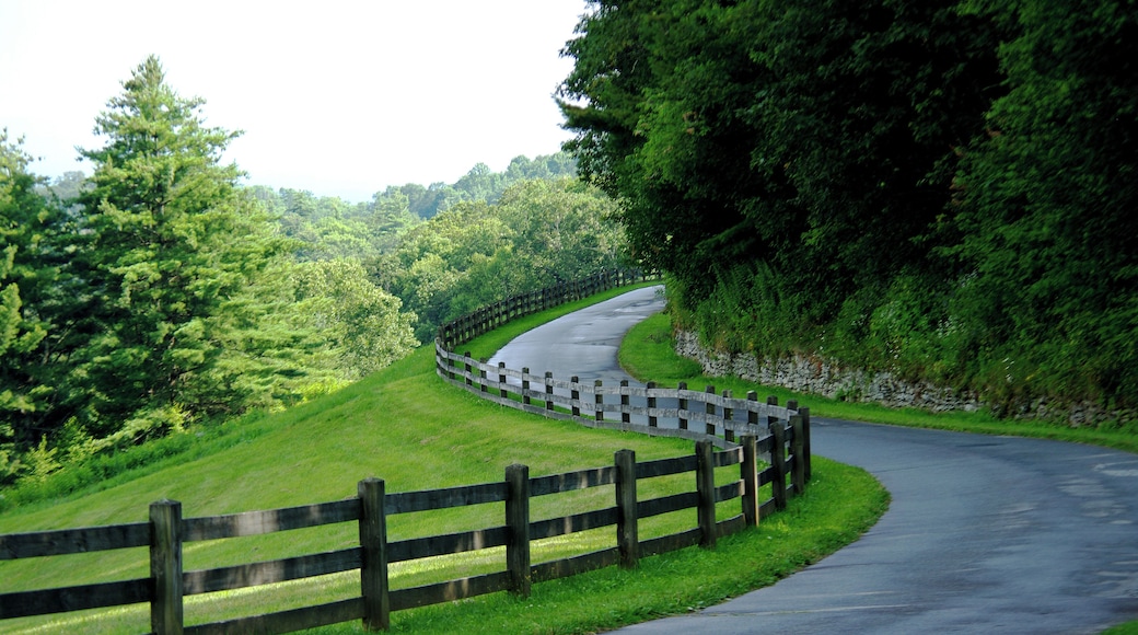 Along the Blue Ridge Parkway.