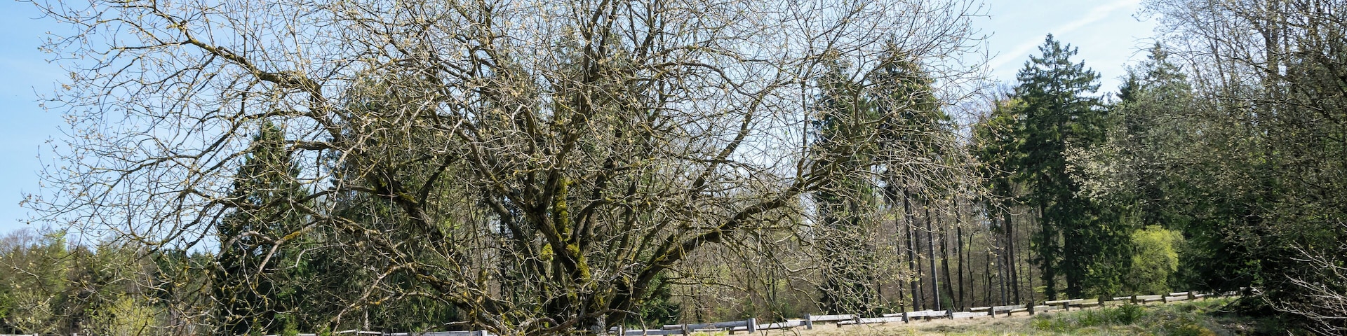 Naturschutzgebiet Bleikuhlen in Marsberg; ehemaliges Abbaugebiet von Bleierz und Schwermetallrasen