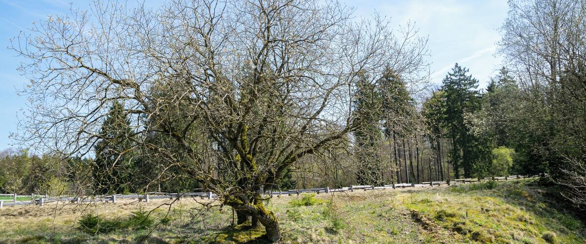 A tree with a twisted trunk on a grassy hill, surrounded by a fence and trees.