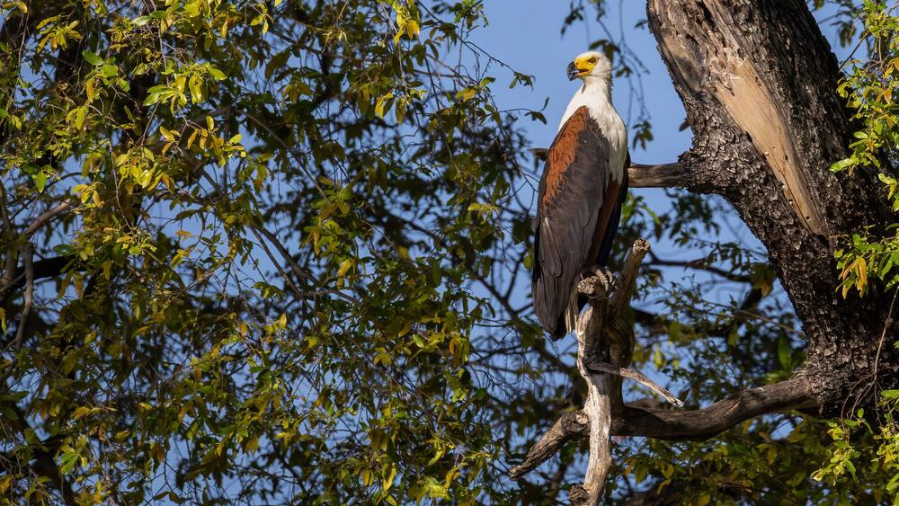 An osprey perched on a tree branch with dense foliage in the background.