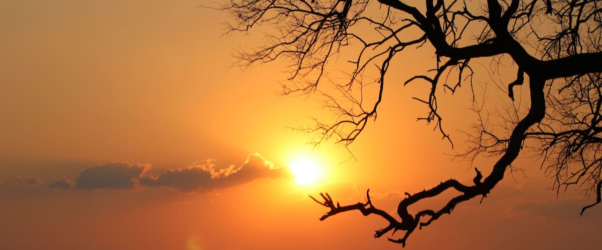 A sunset with a silhouetted tree branch against a vibrant orange sky.