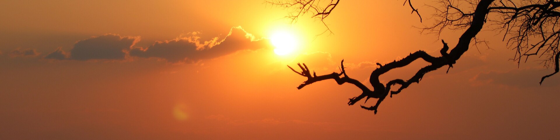 A sunset with a silhouetted tree branch against a vibrant orange sky.