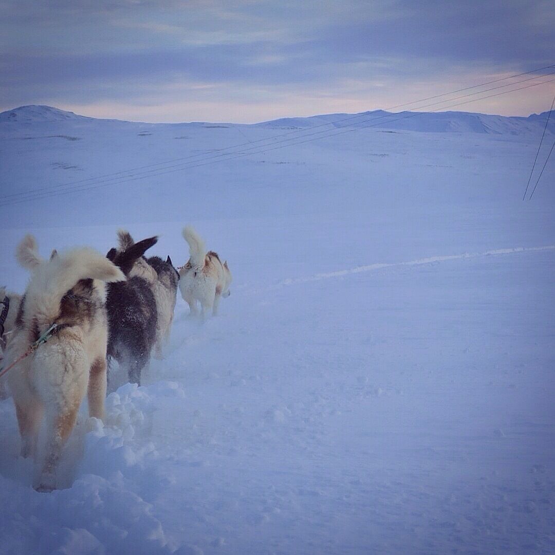 Dogsledding on freshly fallen #snow just outside Reykjavik at sunrise is a once in a lifetime experience. 