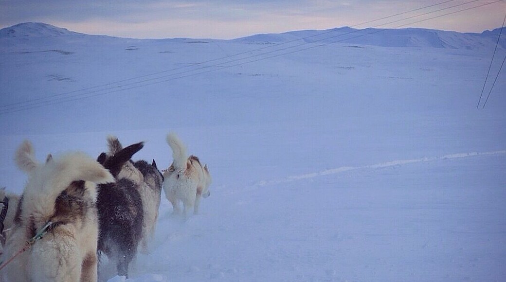 Dogsledding on freshly fallen #snow just outside Reykjavik at sunrise is a once in a lifetime experience.
