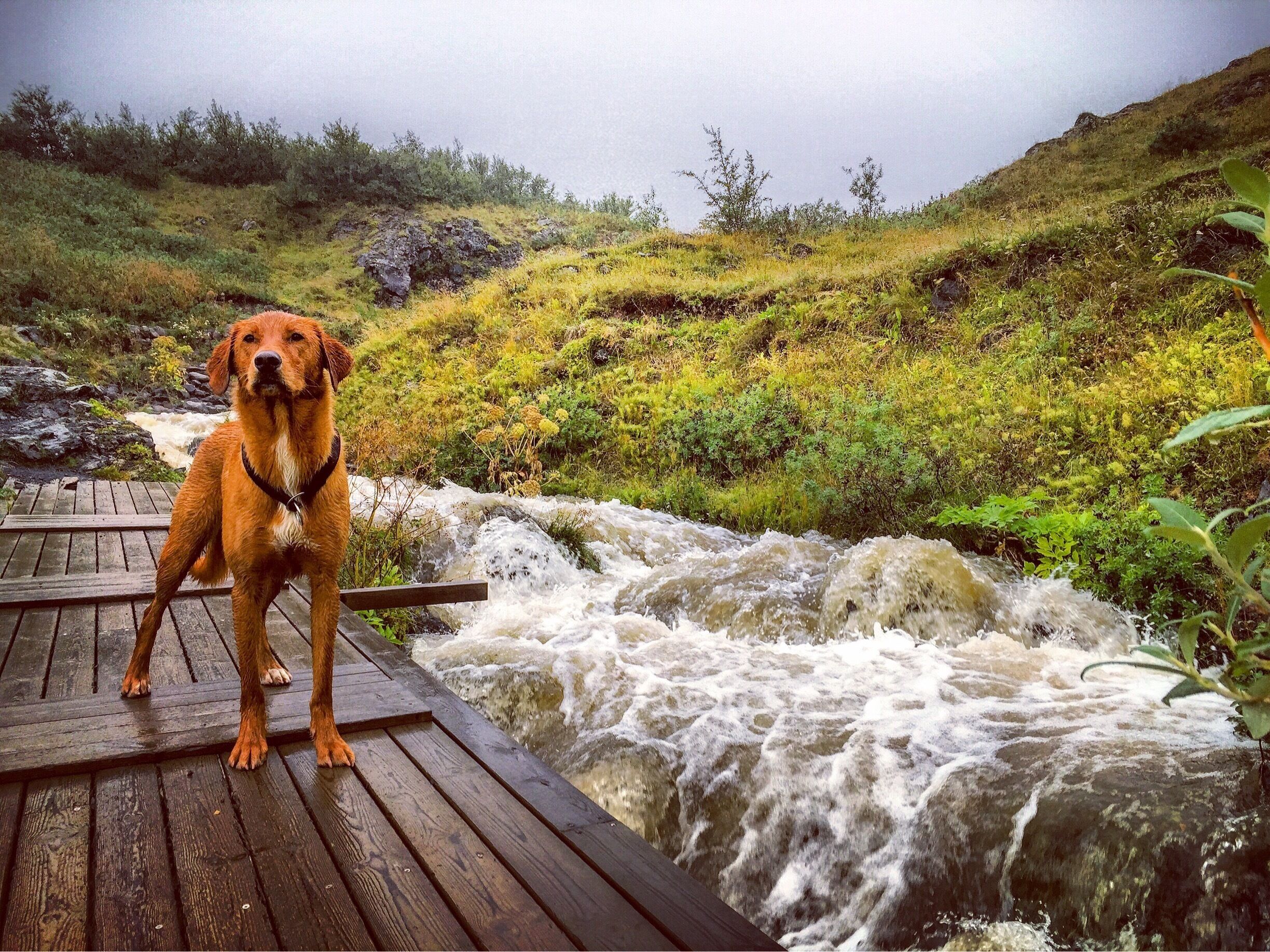 Yesterday #hike up to Mt.Esja it was raining heavily all the way but it was very refreshing 🐶😄💦
#hiking
