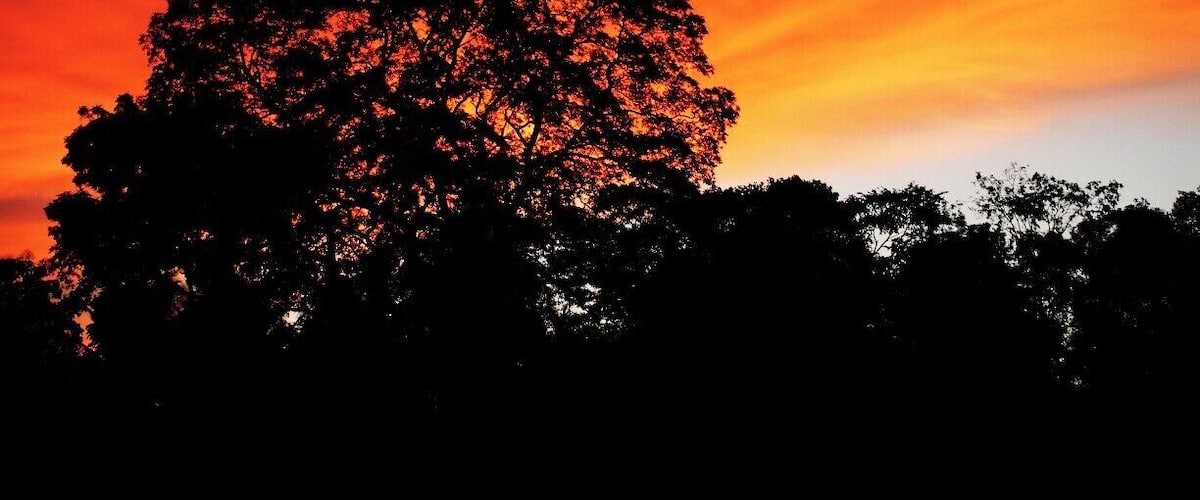 A tree silhouetted against a vibrant sunset sky.