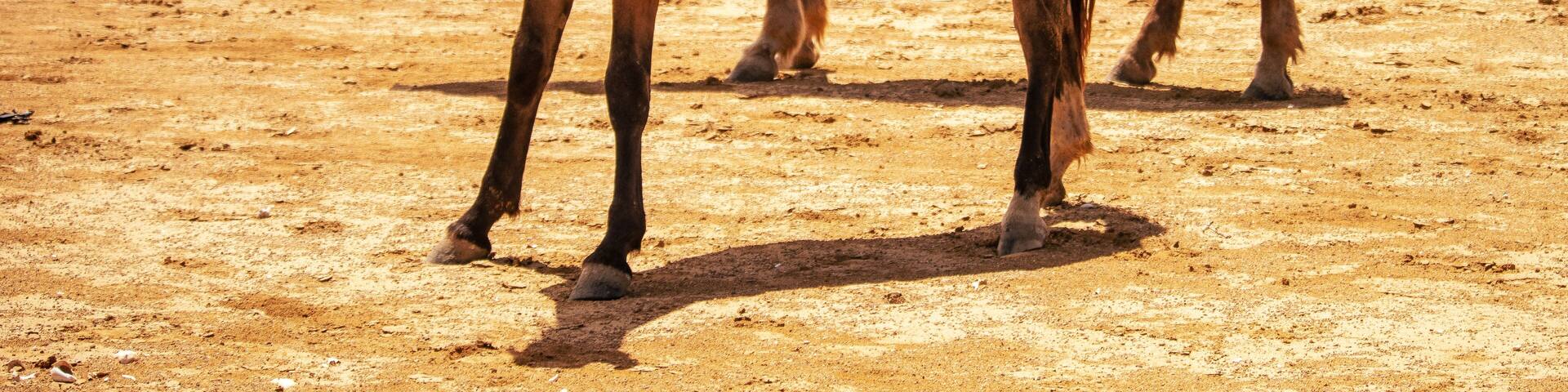 Horse in the desert of Manaure La Guajira Colombia