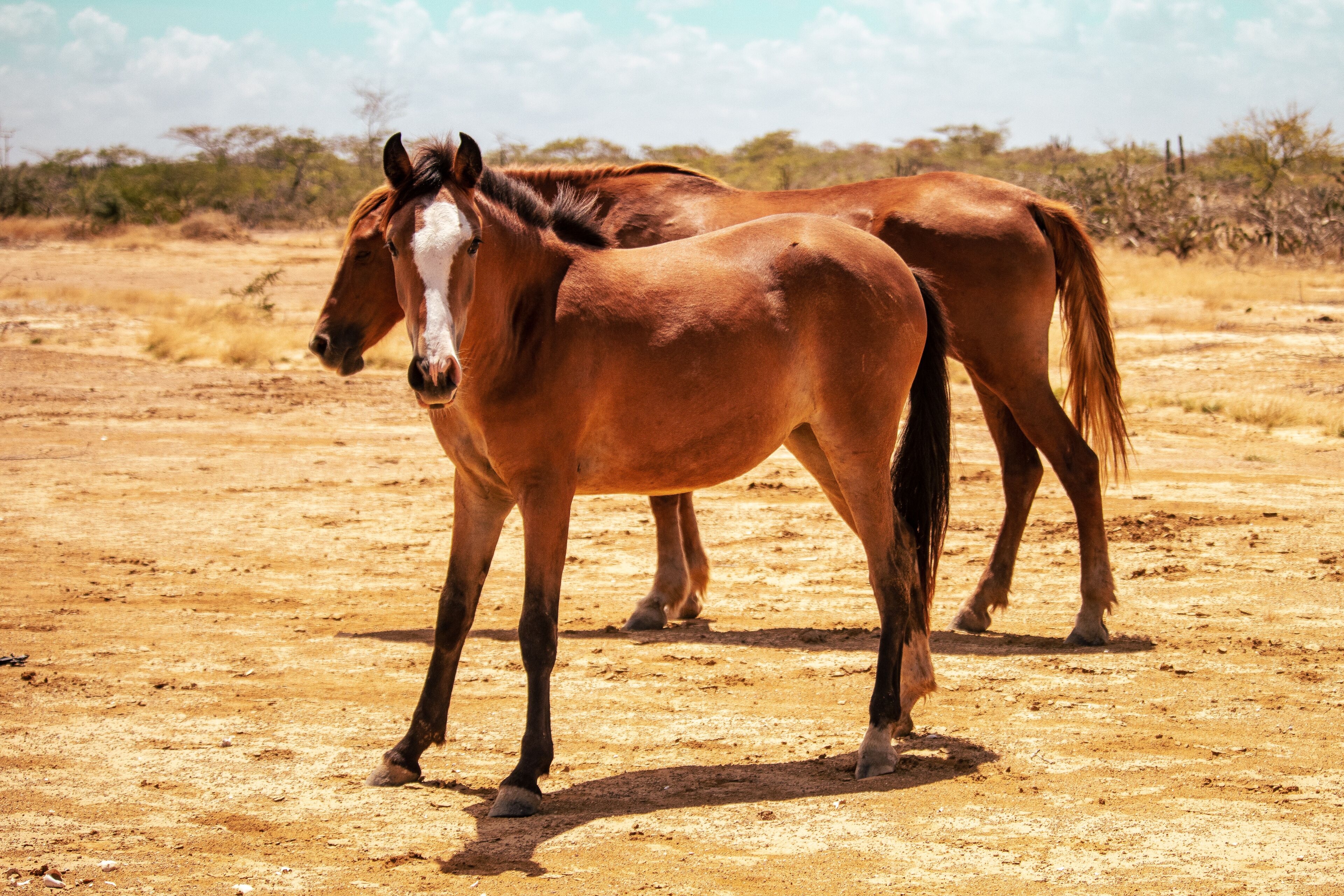 Two horses in a dry, open landscape with sparse vegetation and a clear sky.