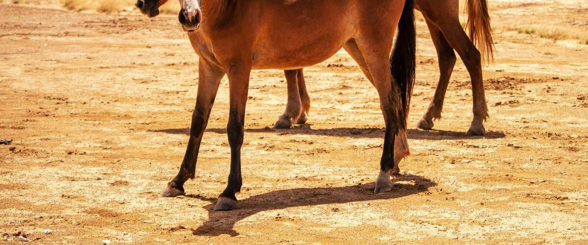 Two horses in a dry, open landscape with sparse vegetation and a clear sky.