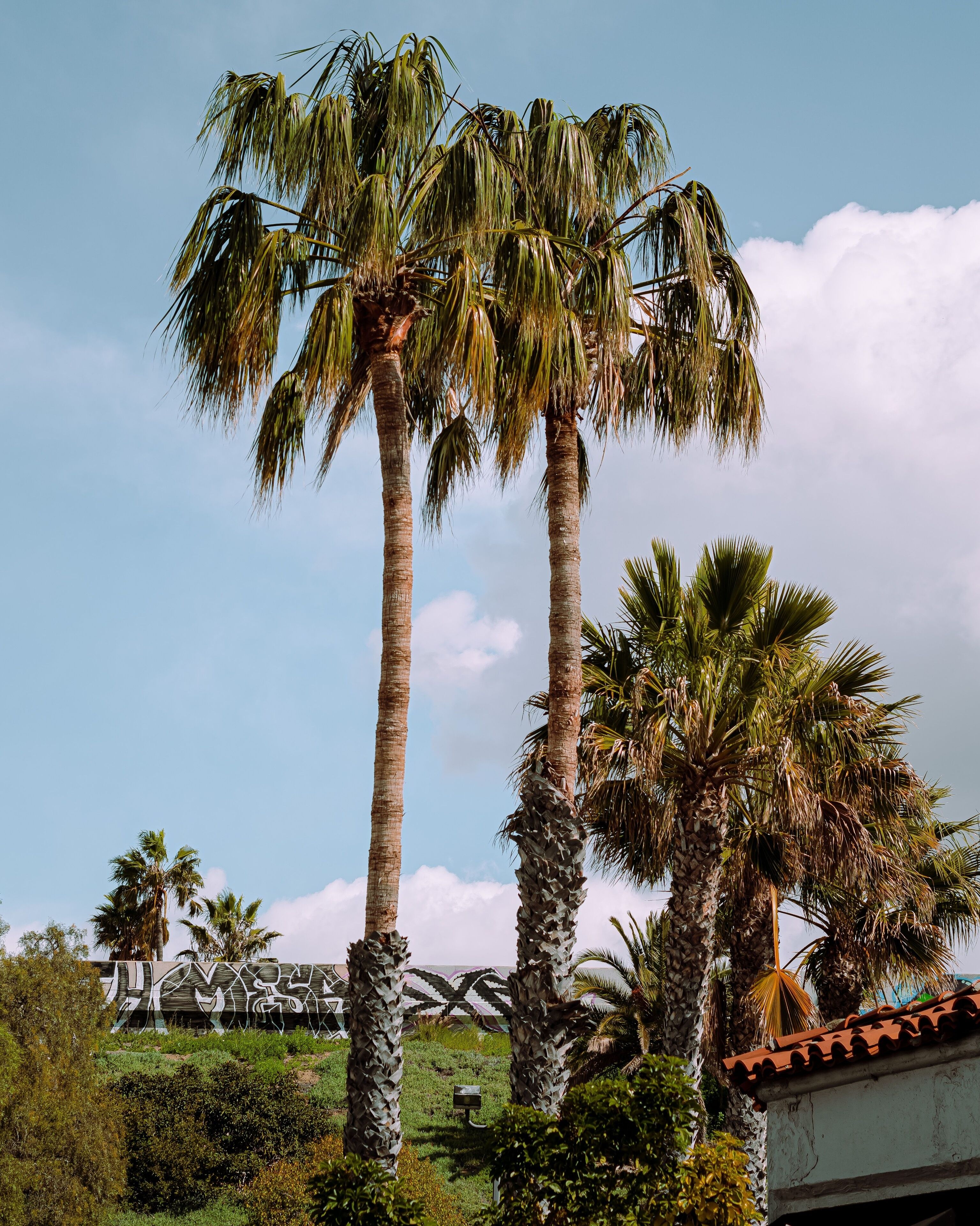 โกลเด้นฮิลล์