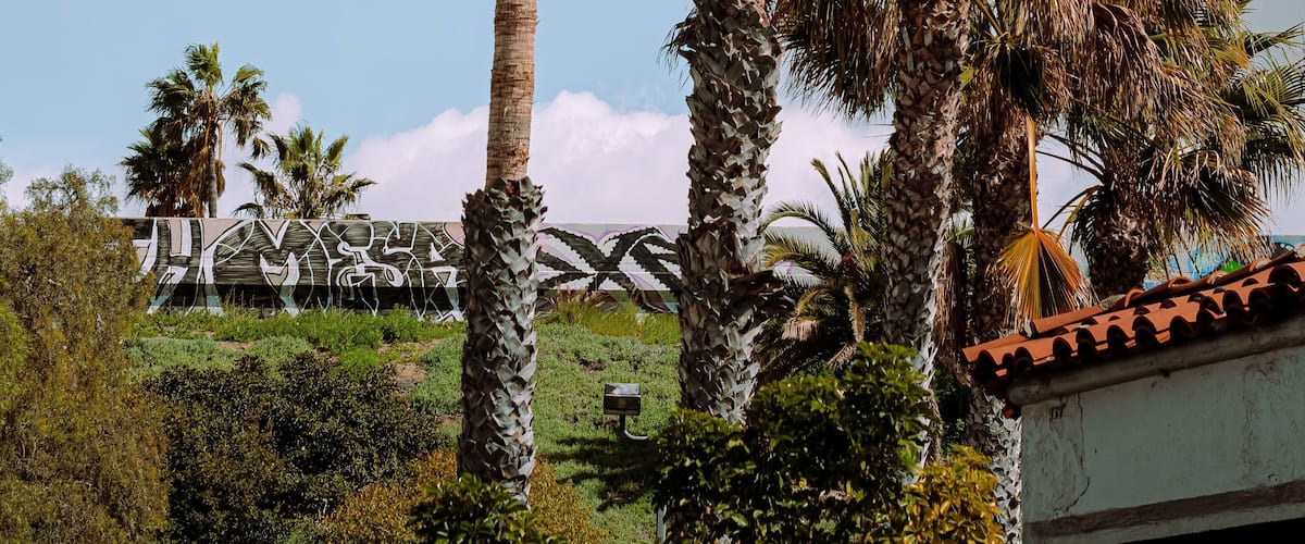 Scenic view of palm trees silhouetted against a hillside with lush greener, San Diego, California