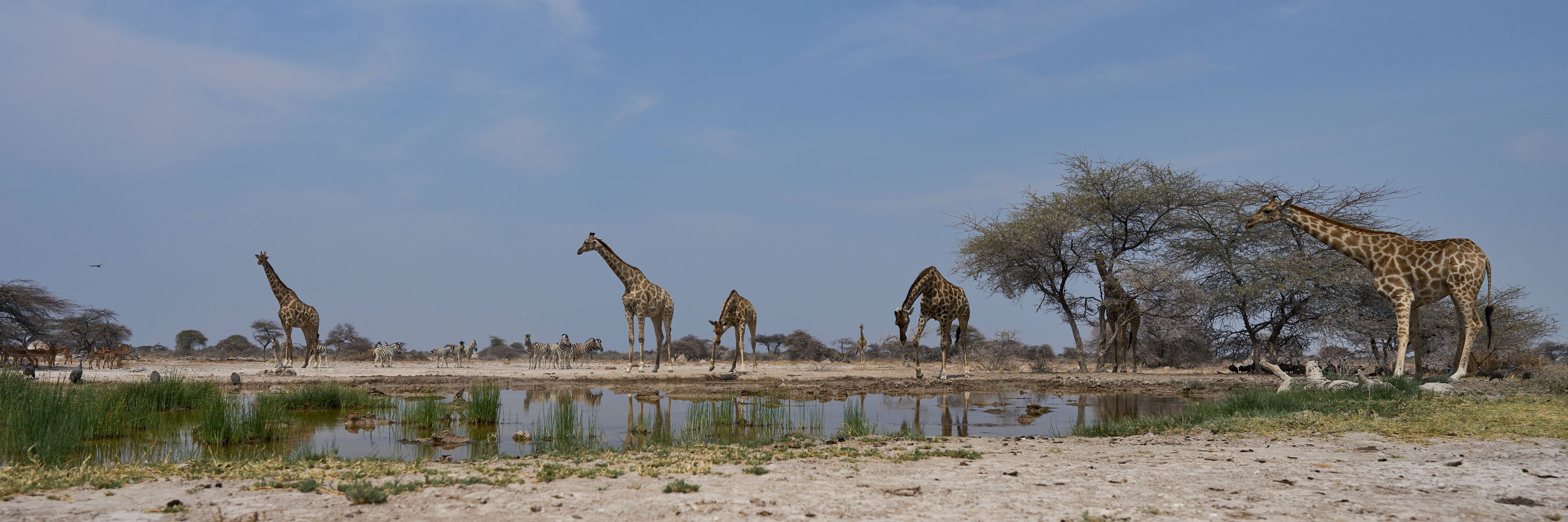 Um grupo de girafas perto de um buraco d'água em uma paisagem de savana.