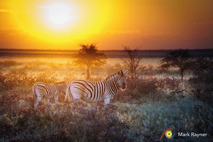 So we are coming into our first camp, not even on our first safari, and this happens. Love Africa. Love Namibia 😀😀😀