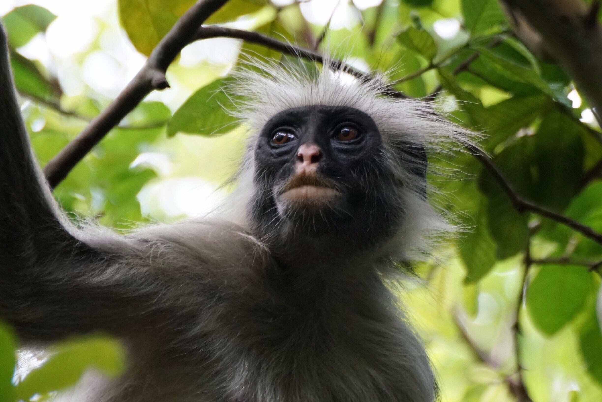 A tired Mama red colobus :)