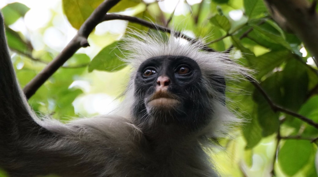 A tired Mama red colobus :)