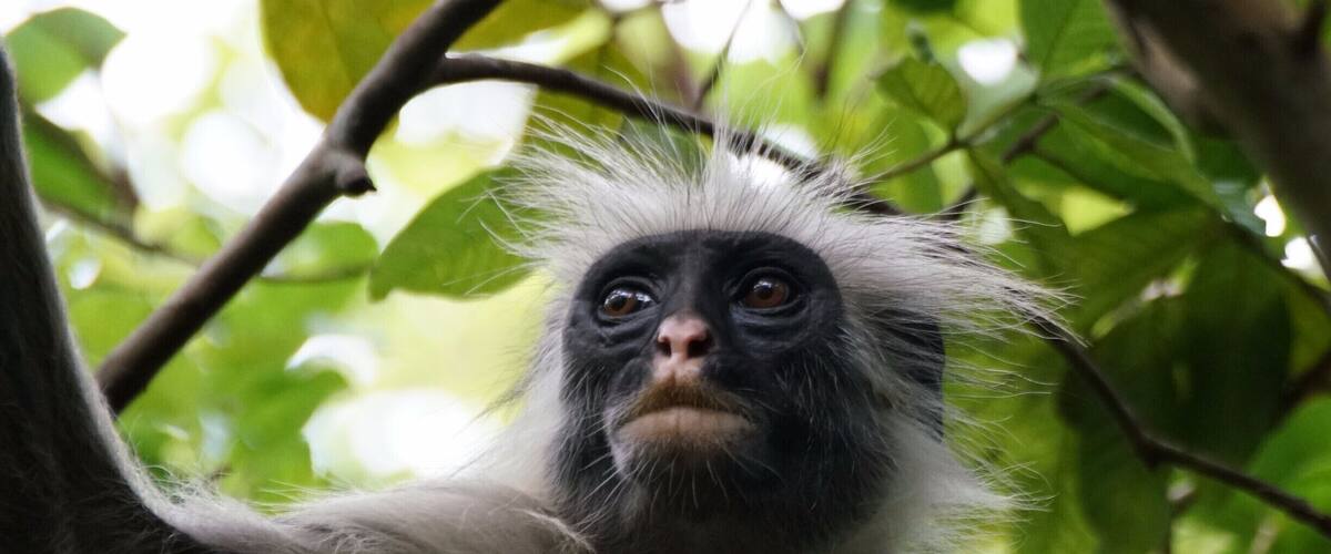 A tired Mama red colobus :)