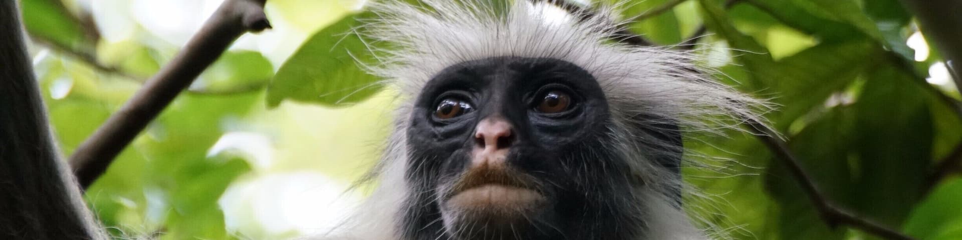 A tired Mama red colobus :)