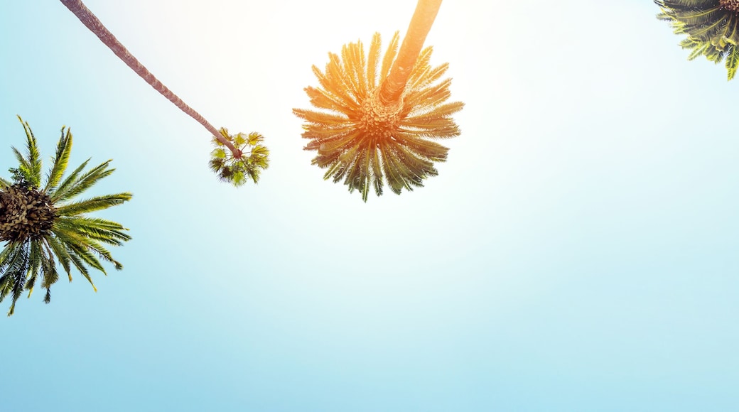 A perfect summer day and tall palms