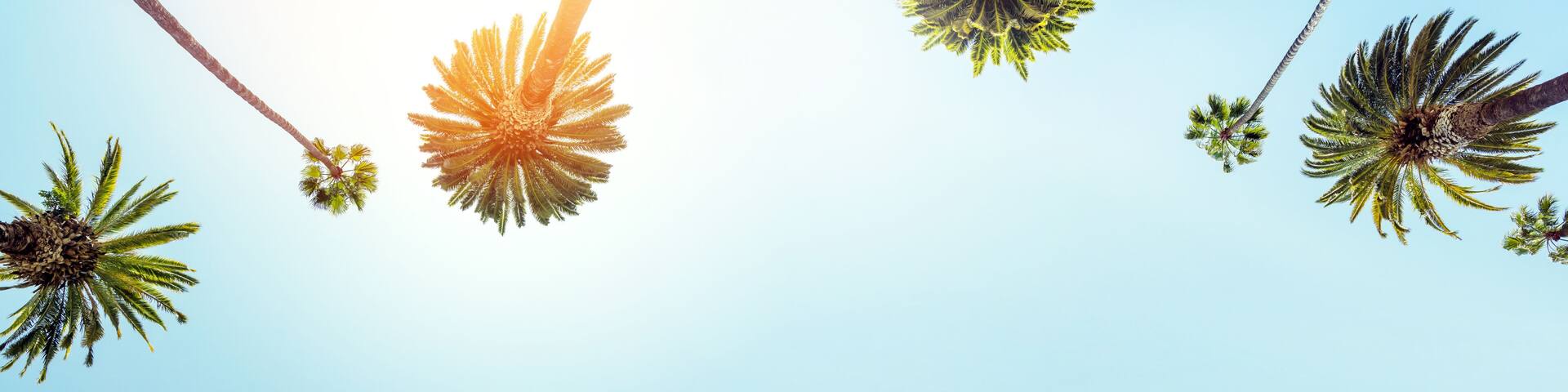 A perfect summer day and tall palms