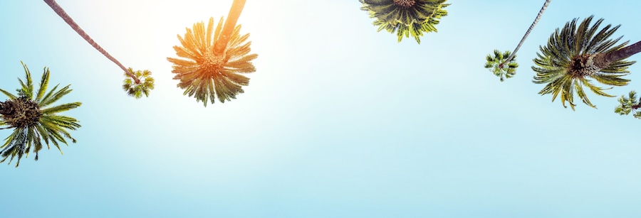 A perfect summer day and tall palms