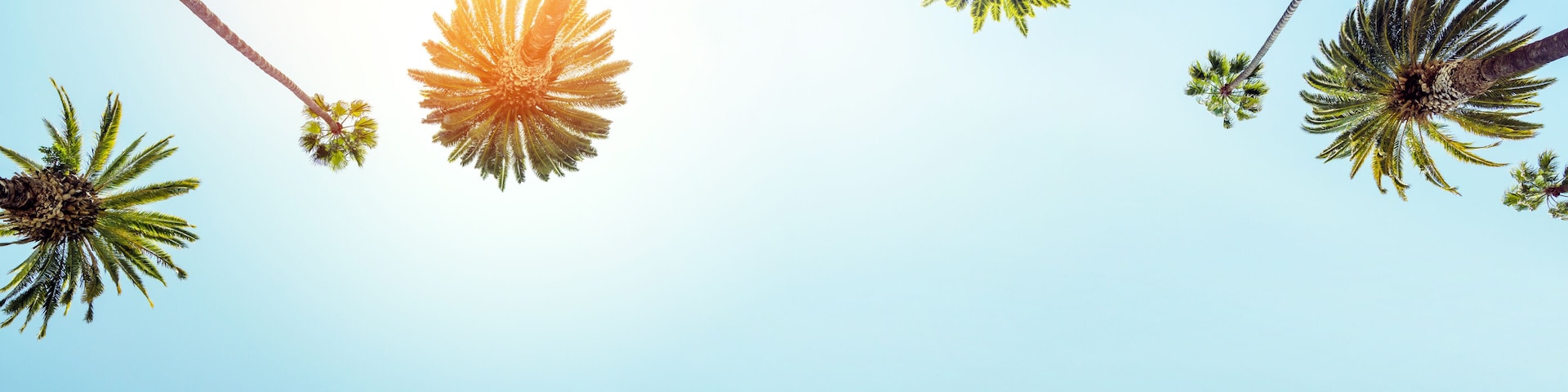 A perfect summer day and tall palms