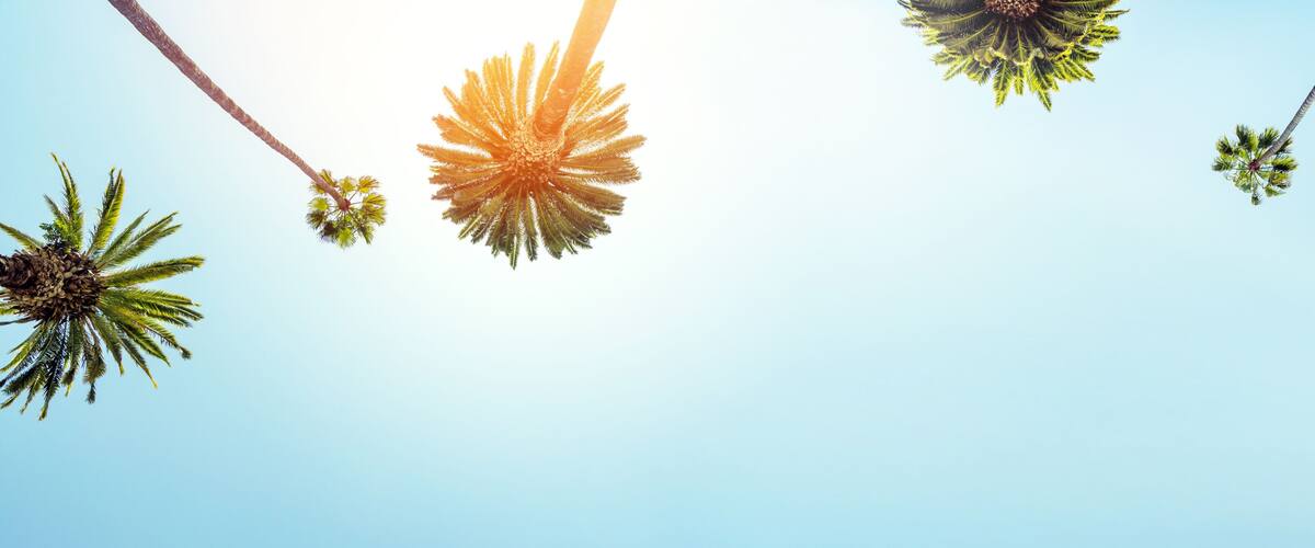A clear blue sky with palm trees.