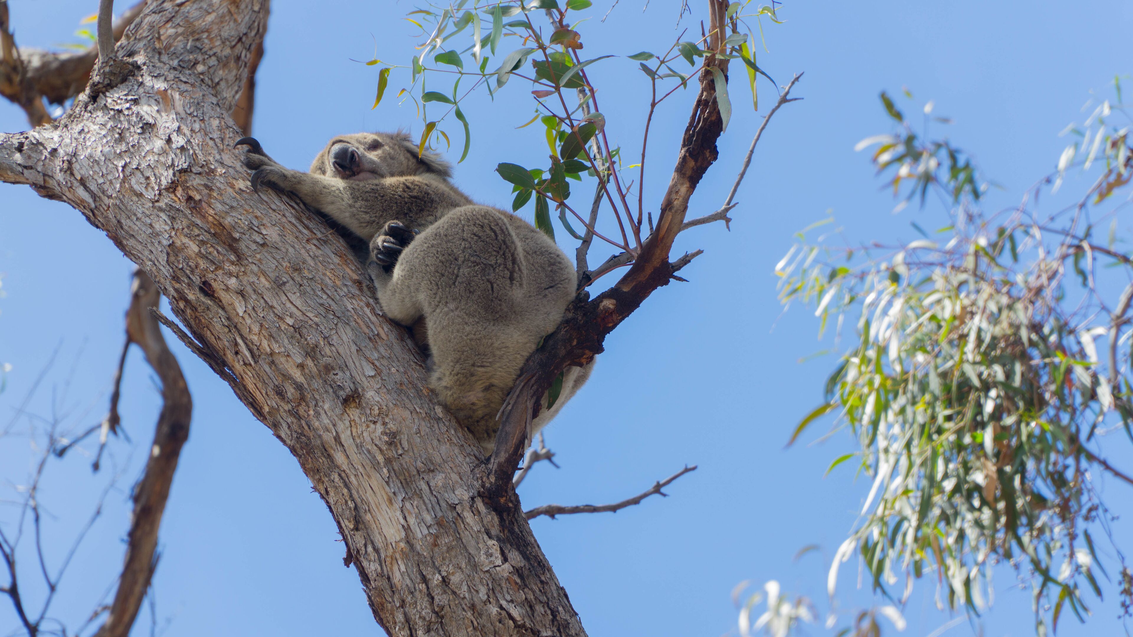A koala resting on a tree branch.