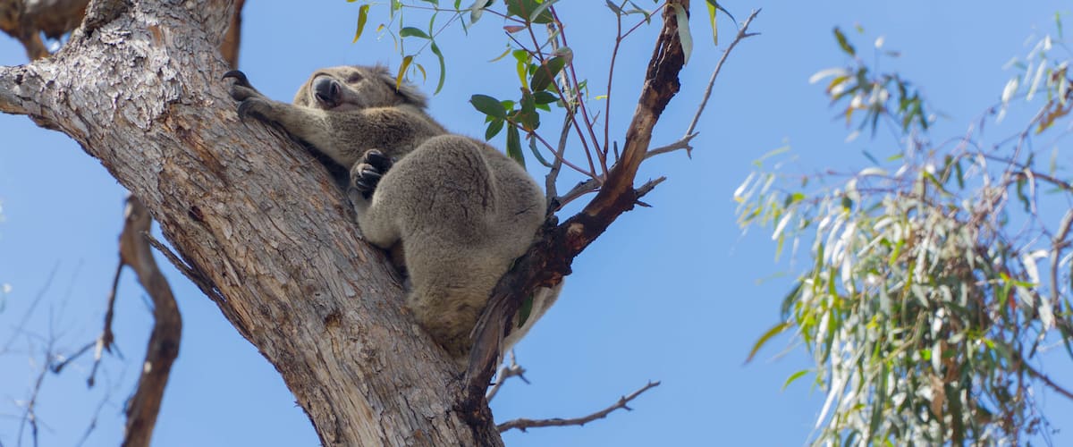 A koala resting on a tree branch.