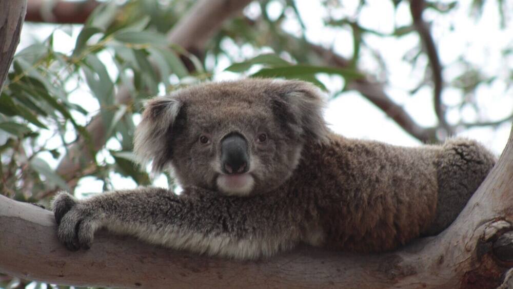 A koala resting on a tree branch.