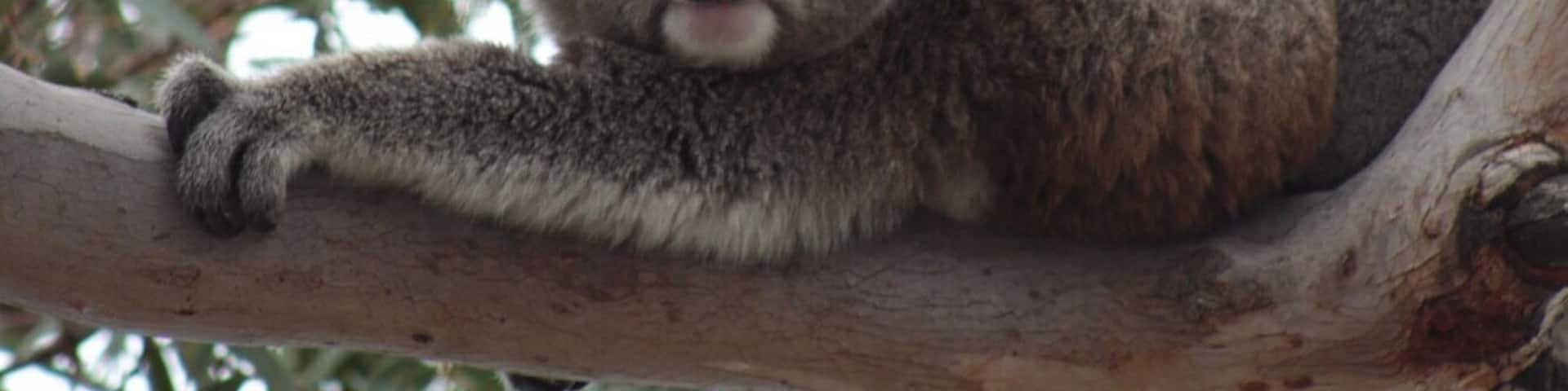 The perfect place to spot koalas in their natural habitat. Take the free ferry across to Raymond Island, don’t forget to take insect repellent!