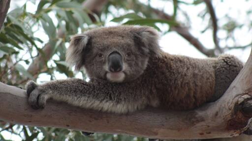 The perfect place to spot koalas in their natural habitat. Take the free ferry across to Raymond Island, don’t forget to take insect repellent!
