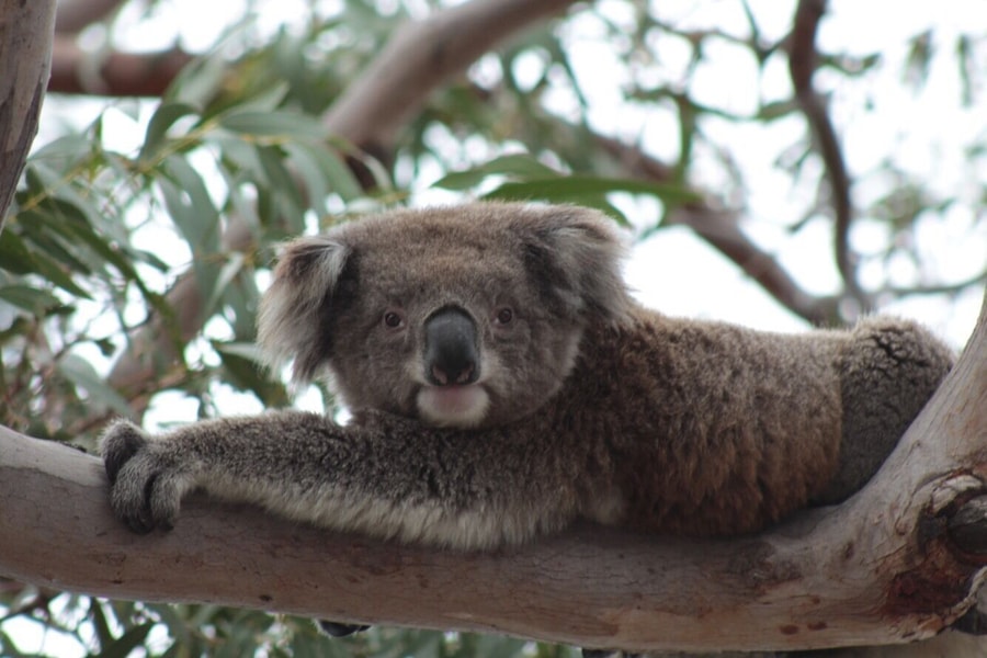 The perfect place to spot koalas in their natural habitat. Take the free ferry across to Raymond Island, don’t forget to take insect repellent!