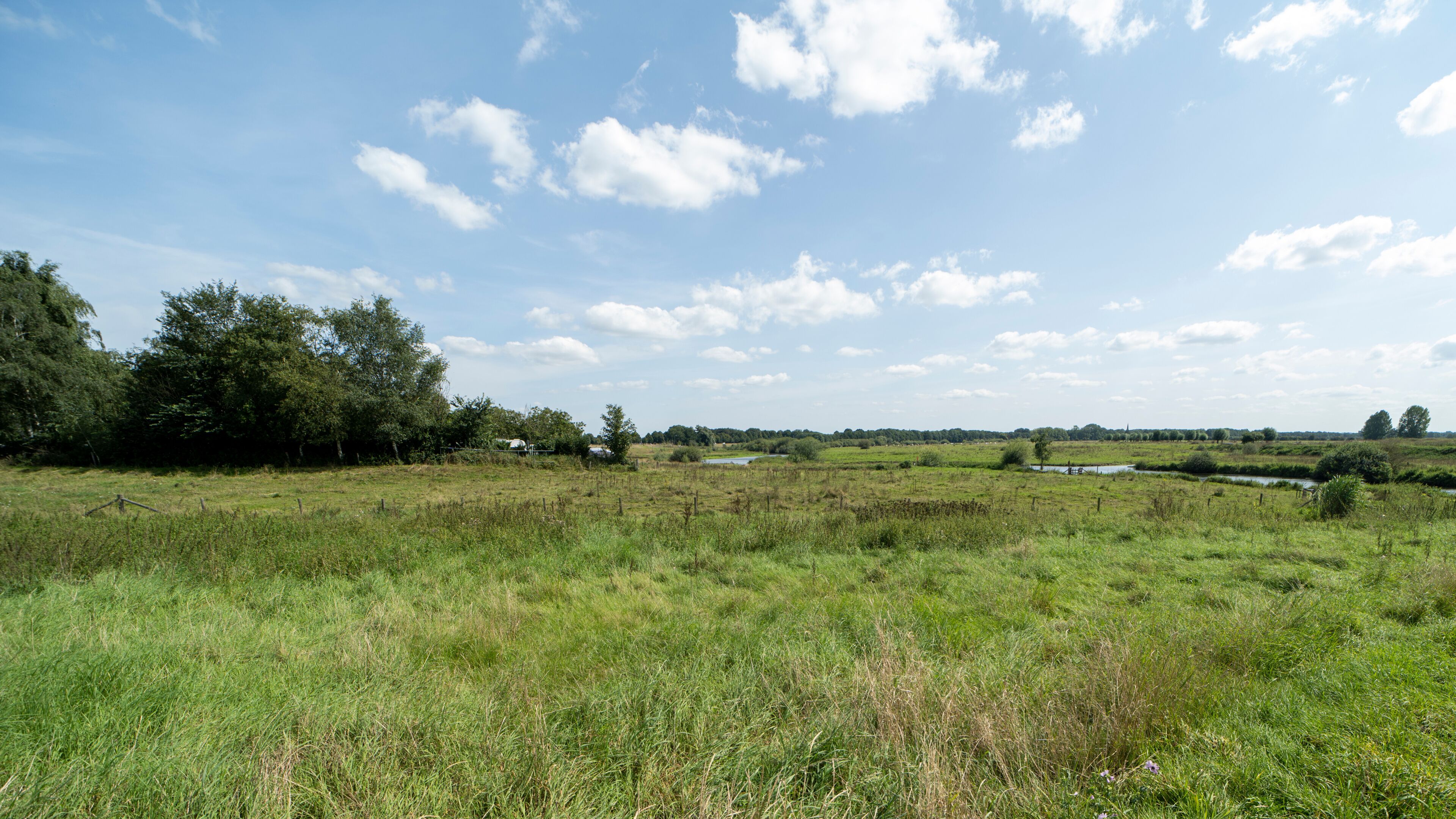 A grassy field with trees and a clear sky.