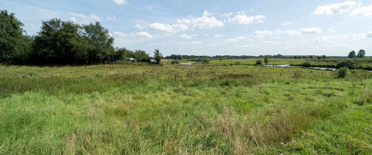 A grassy field with trees and a clear sky.