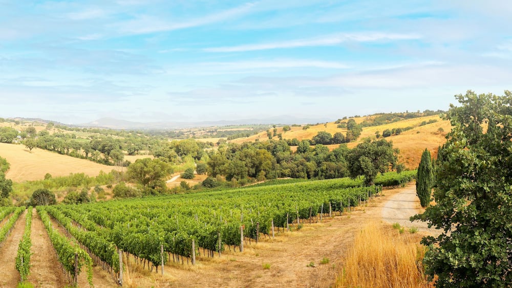 Vineyards with grapevine and hilly tuscan landscape near winery along Chianti wine road in the summer sun, Tuscany Italy Europe