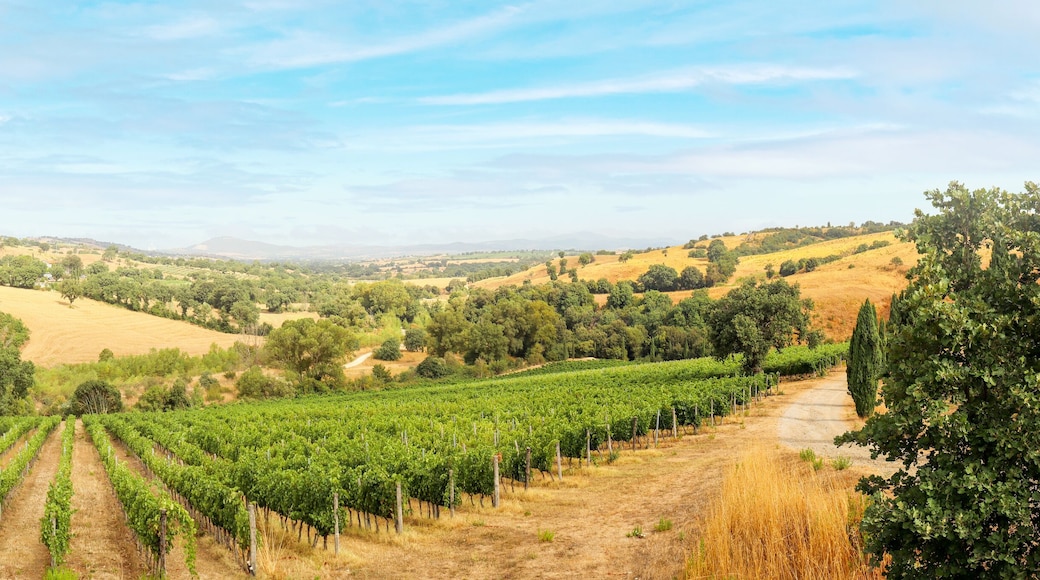 Vineyards with grapevine and hilly tuscan landscape near winery along Chianti wine road in the summer sun, Tuscany Italy Europe