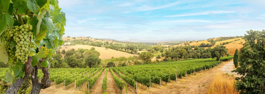 Vineyards with grapevine and hilly tuscan landscape near winery along Chianti wine road in the summer sun, Tuscany Italy Europe