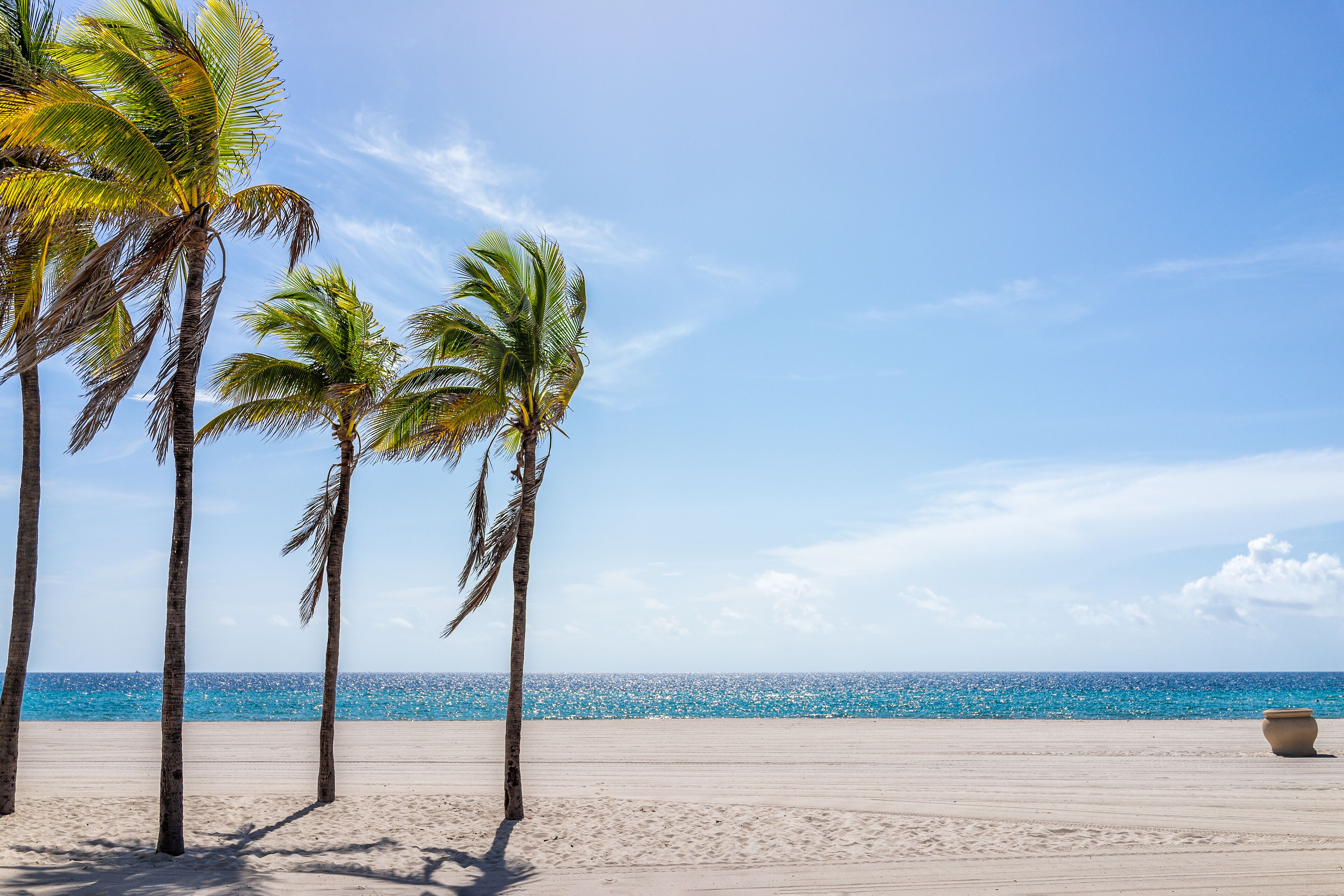 Hollywood beach in north Miami, Florida with sand landscape beautiful palm trees in foreground against idyllic ocean water and sunny blue sky in summer