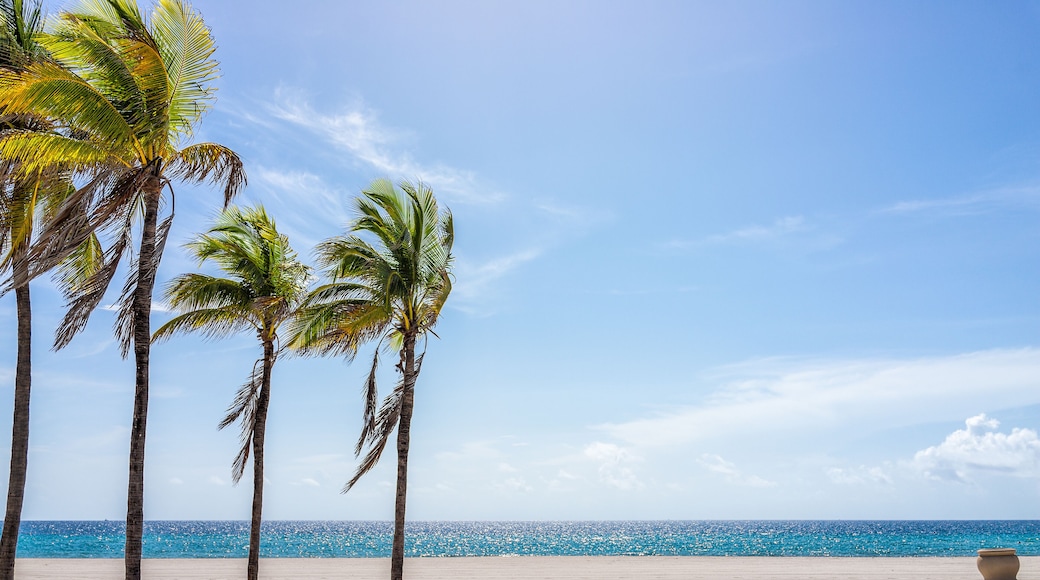 Hollywood beach in north Miami, Florida with sand landscape beautiful palm trees in foreground against idyllic ocean water and sunny blue sky in summer